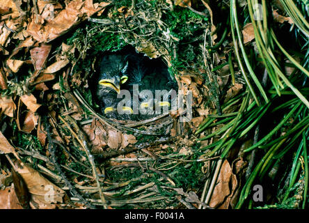 wren eurasiatica, wren settentrionale (Troglodytes troglodytes), squabs nel nido, Germania Foto Stock