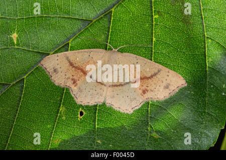 Maiden's arrossire tarma (Cosymbia punctaria, Cyclophora punctaria), su una foglia, Germania Foto Stock