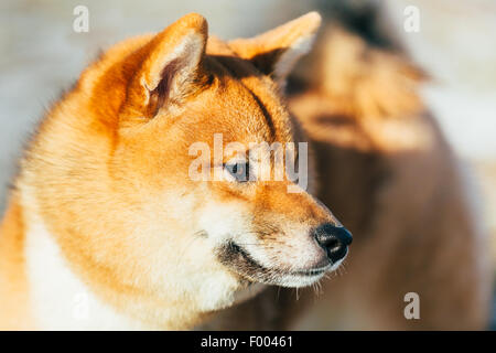 In prossimità della testa di muso del giovane e bella Red Shiba Inu cucciolo di cane di stare all'aperto Foto Stock