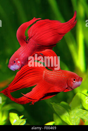 Siamese fighting fish, Siamese fighter (Betta splendens), Due siamoises di combattere i pesci Foto Stock