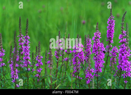 Purple loosestrife, loosestrife spiked (Lythrum salicaria), fioritura, in Germania, in Baviera, Murnauer Moos Foto Stock