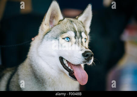 In prossimità della testa di giovani felici Husky cucciolo di cane eschimese con gli occhi blu Foto Stock