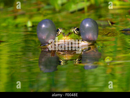 Unione rana verde, comune rana verde (Rana kl. esculenta, Rana esculenta, Pelophylax esculentus), con Vocal sacs e immagine speculare, Germania Foto Stock