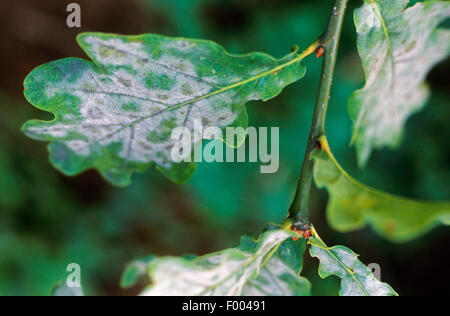 Oidio (Microsphaera alphitoides, Erysiphe alphitoides), su foglie di quercia, Germania Foto Stock