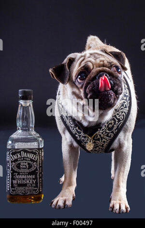 Pug (Canis lupus f. familiaris), in piedi accanto a una bottiglia di whiskey e leccare il muso Foto Stock