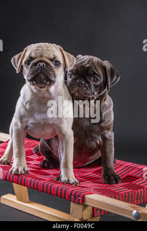 Pug (Canis lupus f. familiaris), due simpatici cuccioli pug insieme su una pista da slittino Foto Stock