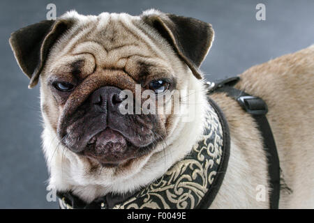 Pug (Canis lupus f. familiaris), il ritratto di moody pug Foto Stock