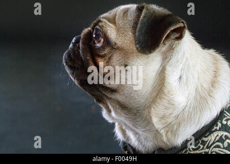 Pug (Canis lupus f. familiaris), ritratto di fronte a sfondo nero, vista laterale Foto Stock