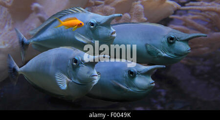 A breve il naso unicornfish, corto-snouted unicornfish, Spotted unicornfish (Naso brevirostris), gruppo Foto Stock