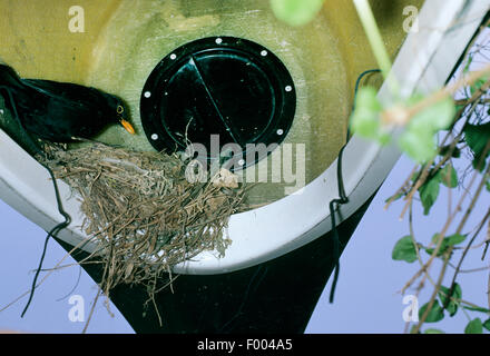 Merlo (Turdus merula), merlo nido in un kanou, Germania Foto Stock