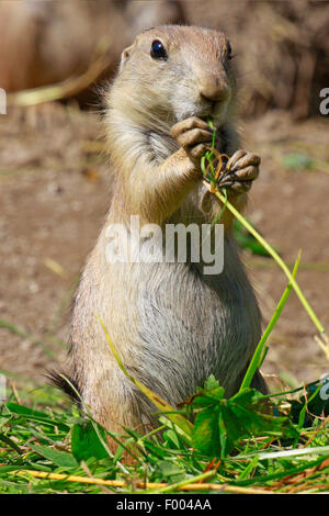 Nero-tailed cane della prateria, pianure prairie dog (Cynomys ludovicianus), roditura su una lama di erba Foto Stock