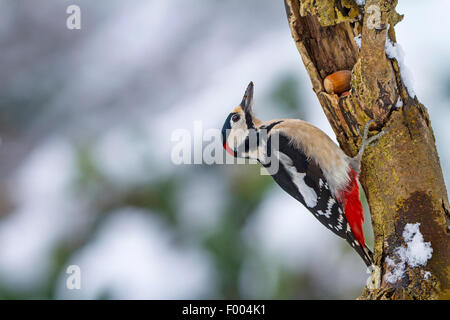 Picchio rosso maggiore (Picoides major, Dendrocopos major), la ricerca di cibo in un marcio tronco di albero, Svizzera, Sankt Gallen Foto Stock