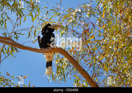 Nero-e-bianco-casqued Hornbill (Bycanistes subcylindricus), si siede su un ramo di un albero Foto Stock