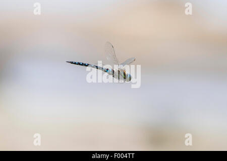 Blu-verde, darner aeshna sud, sud hawker (Aeshna cyanea), in volo, in Germania, in Baviera Foto Stock