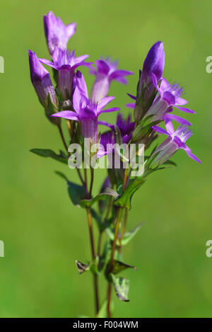 Il tedesco genziana, Chiltern genziana (Gentiana germanica, Gentianella germanica), fioritura, in Germania, in Baviera, Oberbayern-Alpen Vorland Foto Stock