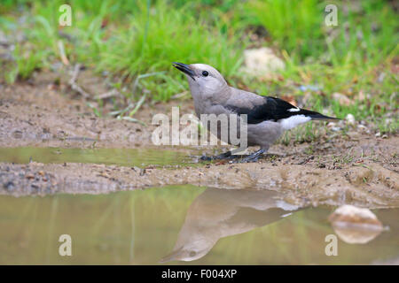 Clark schiaccianoci (Nucifraga columbiana), seduti a un waterhole e bere, immagine speculare, Canada, Alberta, il Parco Nazionale di Banff Foto Stock