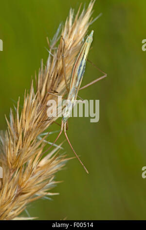 Prato Bug (Chorosoma schilingi), su un orecchio di erba, Germania Foto Stock