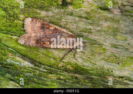 Comune underwing giallo tarma grande giallo underwing tarma hibon, giallo underwing (Noctua pronuba, pronuba Agrotis, pronuba Lampra), sulla corteccia verde, Germania Foto Stock