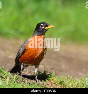 American robin (Turdus migratorius), si erge su un prato, Canada, Stanley Park, Vancouver Foto Stock