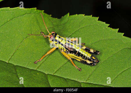 Montagna Verde Grasshopper, alpino mountain locust (Miramella alpina, Podisma alpina, Kisella alpina), su una foglia, Germania Foto Stock