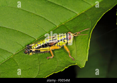 Montagna Verde Grasshopper, alpino mountain locust (Miramella alpina, Podisma alpina, Kisella alpina), su una foglia, Germania Foto Stock