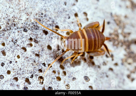 Ant-amare il cricket, Ant cricket, Myrmecophilous cricket, Ant's-nest cricket (Myrmecophilus acervorum), su una pietra, Germania Foto Stock