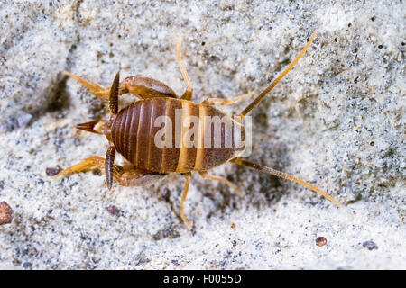Ant-amare il cricket, Ant cricket, Myrmecophilous cricket, Ant's-nest cricket (Myrmecophilus acervorum), su una pietra, Germania Foto Stock