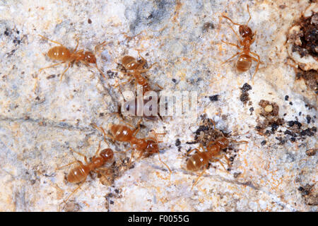 Ant-amare il cricket, Ant cricket, Myrmecophilous cricket, Ant's-nest cricket (Myrmecophilus acervorum), tra le formiche, Germania Foto Stock
