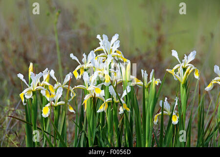 Giallo a bande (Iris Iris orientalis), gruppo di fioritura, Grecia, Lesbo Foto Stock