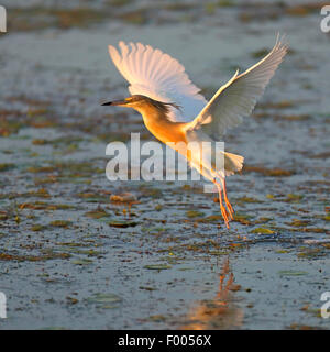 Sgarza ciuffetto (Ardeola ralloides) battenti fuori dall'acqua, la Grecia, il lago di Kerkini Foto Stock