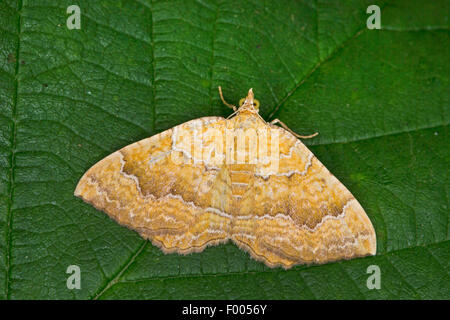Conchiglia gialla (Camptogramma bilineata, Camptogramma bilineatum), su una foglia, Germania Foto Stock