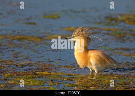 Sgarza ciuffetto (Ardeola ralloides), si trova in acque poco profonde su una pietra con piumaggio soffice, Grecia, il lago di Kerkini Foto Stock