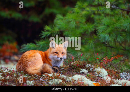 Red Fox (Vulpes vulpes vulpes), si siede sul bordo della foresta, Canada Ontario, Algonquin Provincial Park Foto Stock