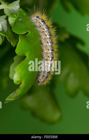 Uva spina tiger (Rhyparia purpurata), Caterpillar su una foglia, Germania Foto Stock