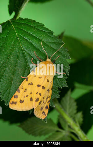 Uva spina tiger (Rhyparia purpurata), su una foglia, Germania Foto Stock