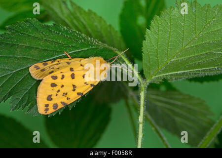 Uva spina tiger (Rhyparia purpurata), su una foglia, Germania Foto Stock