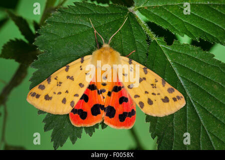 Uva spina tiger (Rhyparia purpurata), su una foglia con alette aperte, Germania Foto Stock