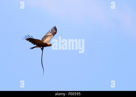 Lesser spotted eagle (Aquila pomarina) volando con un serpente nella griffa, Grecia, il lago di Kerkini Foto Stock