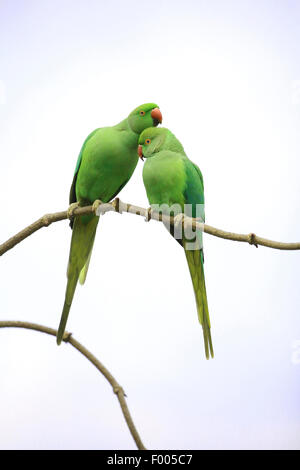 Rose-inanellati parrocchetto (Psittacula krameri), giovane su un ramoscello, Germania Foto Stock