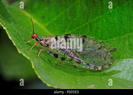 Osmylid fly, Giant lacewing stream (Osmylus fulvicephalus, Osmylus chrysops), on a leaf, Germany Foto Stock
