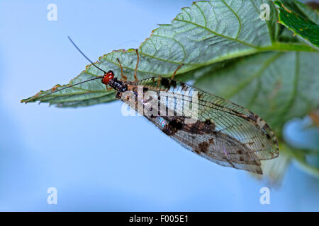 Osmylid fly, Giant lacewing stream (Osmylus fulvicephalus, Osmylus chrysops), on a leaf, Germany Foto Stock