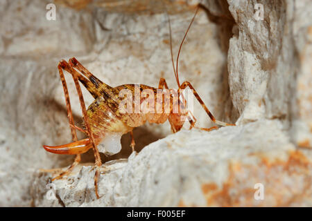 Grotta cricket (Troglophilus neglectus), femmina Foto Stock