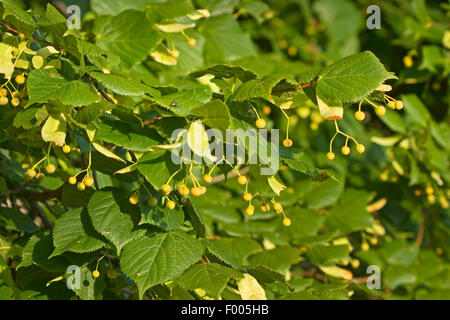 Piccolo-lasciava in calce, littleleaf linden, po-foglia di tiglio (Tilia cordata), il ramo con frutti, Germania Foto Stock