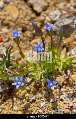 Snello Genziana, Dane la Genziana, Dane nana della genziana, Dane's dwarfgentian (Gentianella tenella, Gentiana tenella, Cicendia tenella, Comastoma tenellum), fioritura, Germania Foto Stock