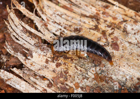Quattro-spotted seppellire beetle (Xylodrepa quadrimaculata, Dendroxena quadrimaculata), larva, Germania Foto Stock