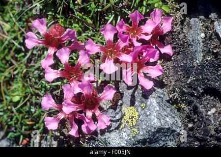 Soapwort nana, rosa pigmeo (Saponaria pumila, Saponaria pumilio), fioritura, Austria Foto Stock