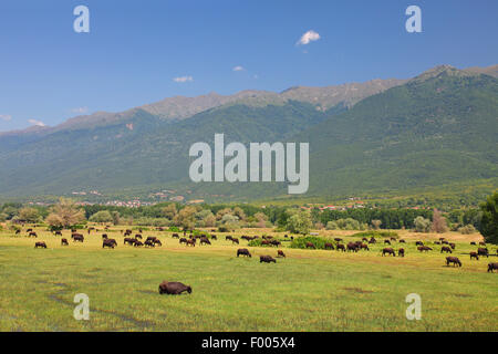 Asian bufalo d'acqua, wild water buffalo, carabao (Bubalus bubalis, Bubalus arnee), la mandria di bufali pascolano in un prato allagato, Grecia, il lago di Kerkini Foto Stock