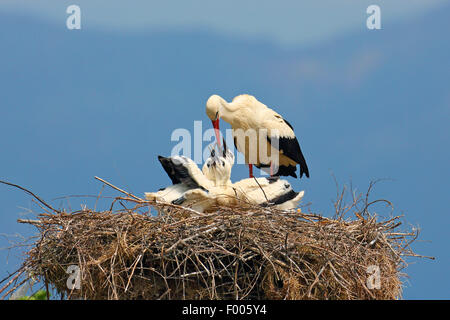 Cicogna bianca (Ciconia ciconia), uccello adulto alimentazione di uccelli giovani nel nido, la Grecia, il lago di Kerkini Foto Stock