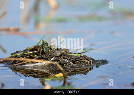 Rana di palude, il lago di rana (Rana ridibunda, Pelophylax ridibundus), si siede sul nido di un dabchick, Grecia, il lago di Kerkini Foto Stock