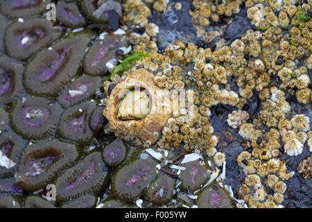 Barnacle (Balanus spec.), barnacle in un pool di marea, Canada Vancouver Island Foto Stock